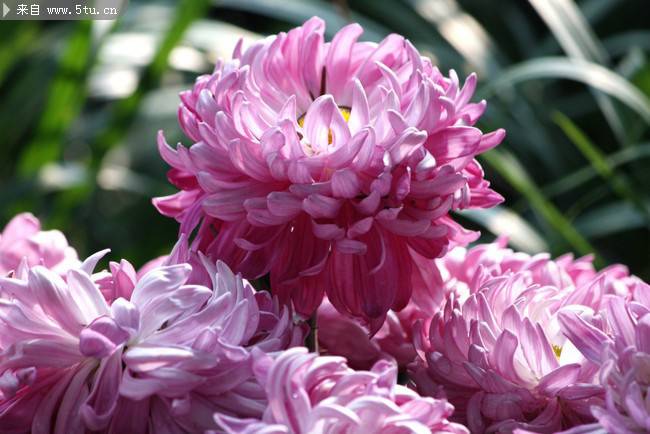 紫菊花图片精美鲜花摄影素材