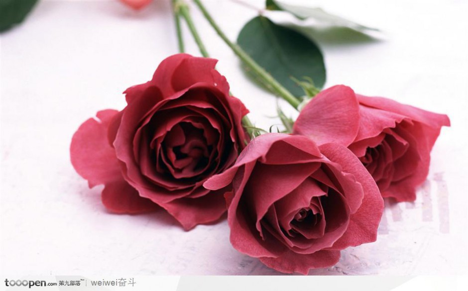 红玫瑰鲜花摄影图片