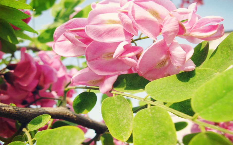 电脑桌面粉色槐花风景壁纸