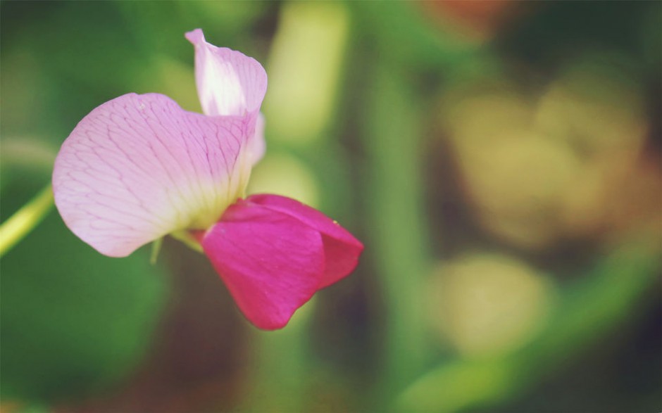 粉色豌豆角花朵壁纸唯美自然