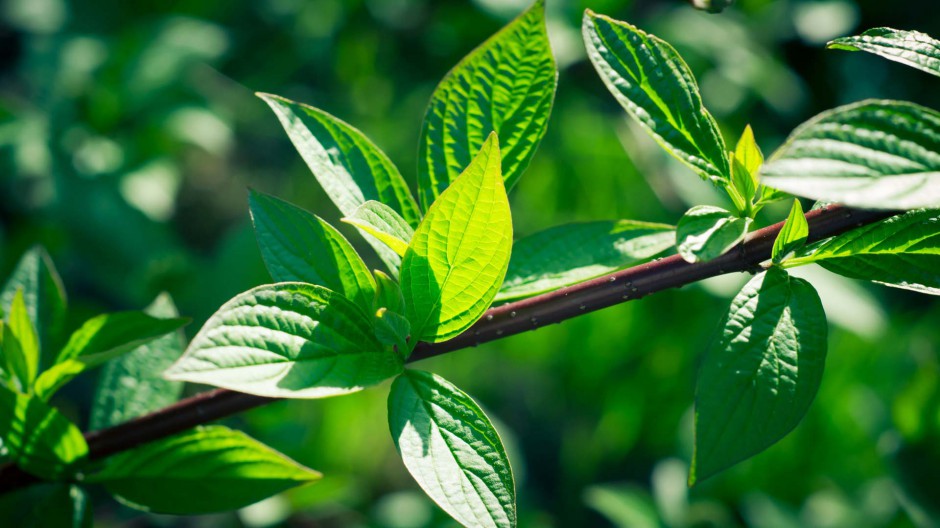 桌面壁纸唯美小清新绿色植物赏析