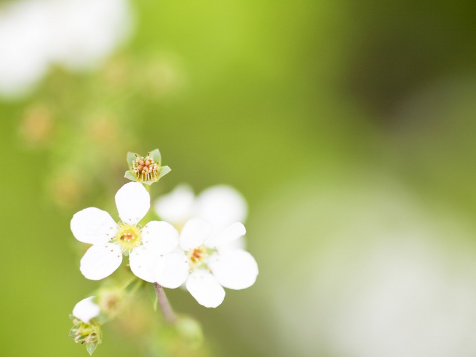 山中烂漫鲜花盛放精美风景高清图片