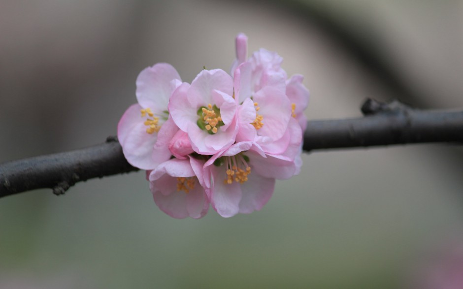 春日淡雅粉色杏花梦幻绽放唯美图片