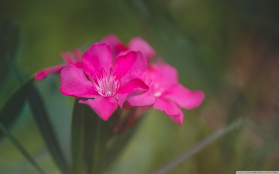 满屏的花卉高清电脑壁纸