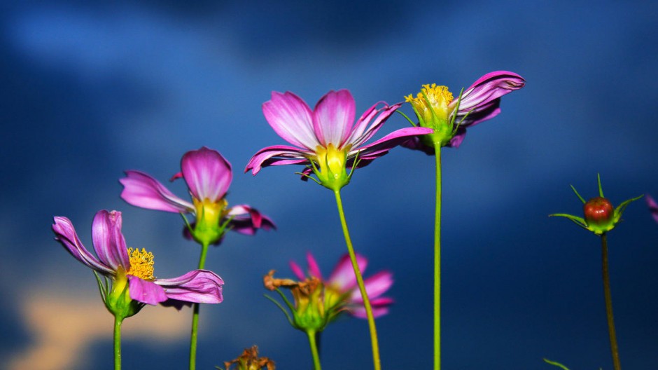 美丽格桑花壁纸桌面