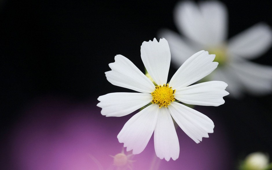 高清白色花卉背景图片
