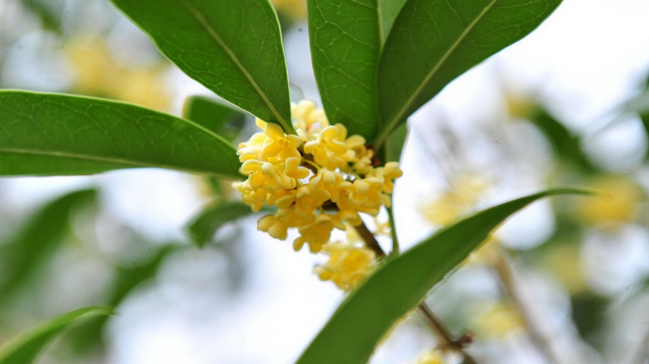 八月桂花飘香四溢唯美植物壁纸