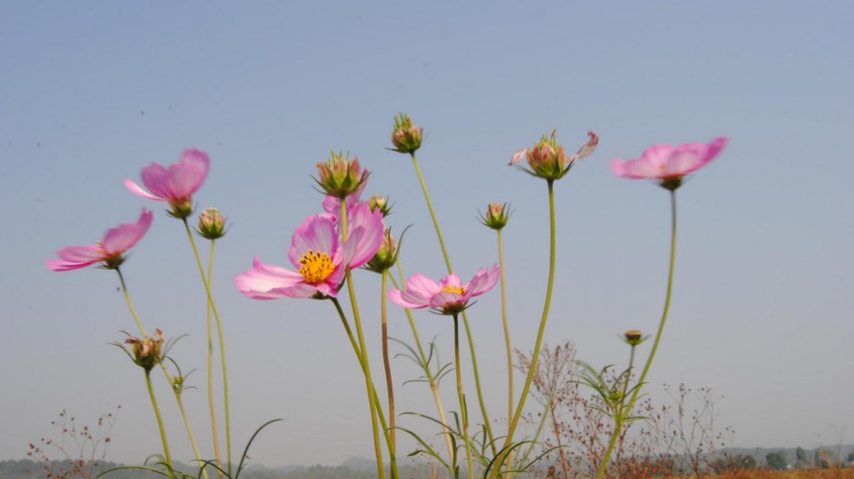 美丽格桑花壁纸桌面