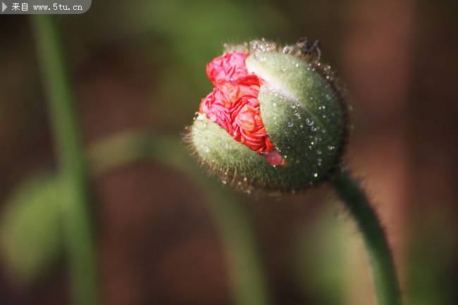 含苞欲放的鲜花图片素材