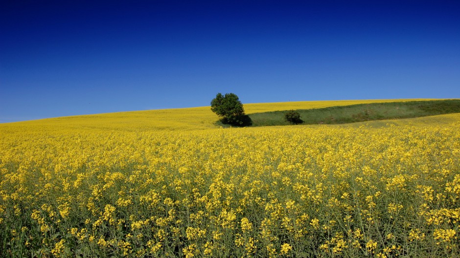 油菜花梦幻黄色花海高清精美壁纸