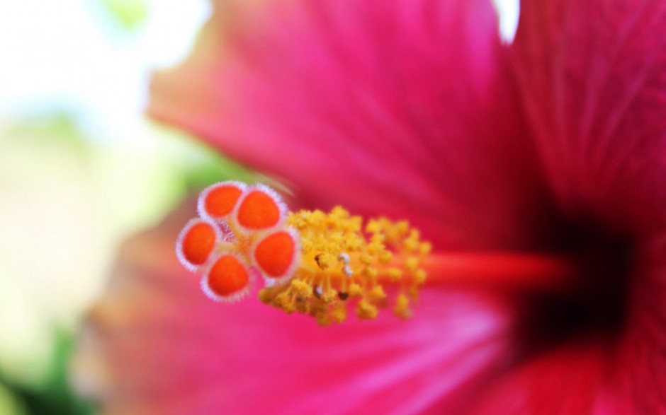 鲜花花蕊壁纸图片大全