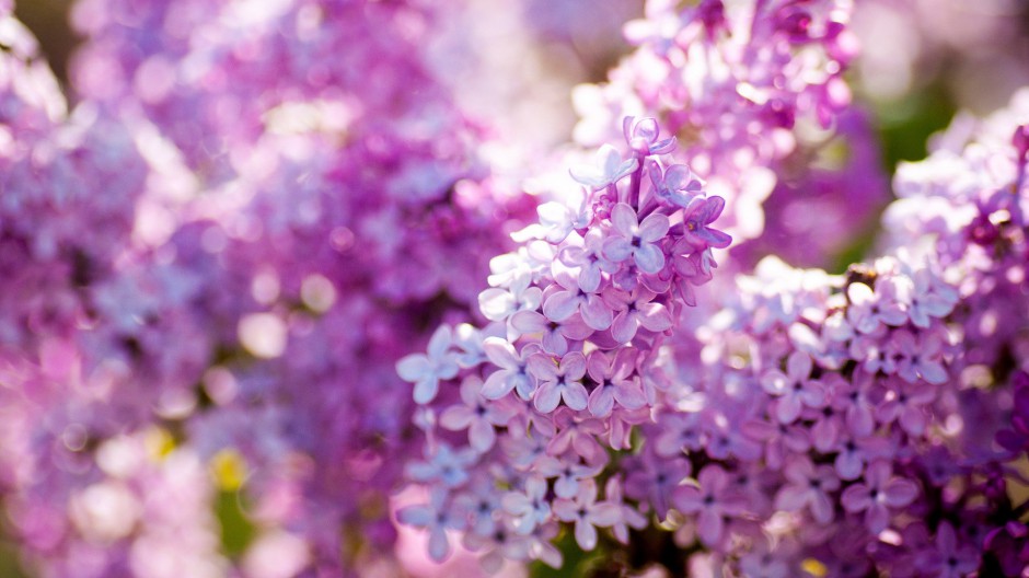 紫色浪漫风信子唯美春日风景壁纸