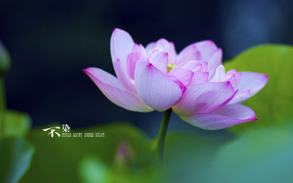 夏日池塘荷花唯美清新风景高清美图