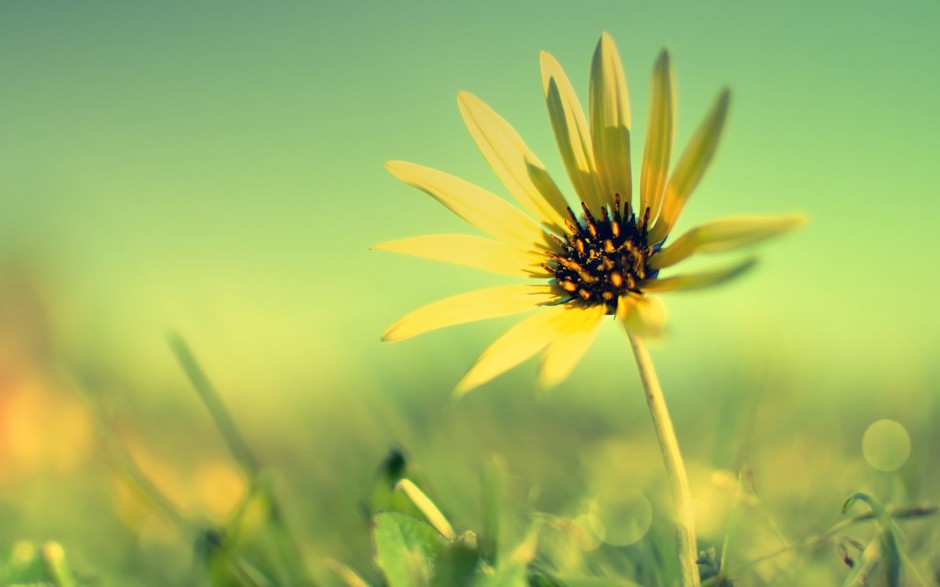 清新鲜花浪漫精致植物风景壁纸