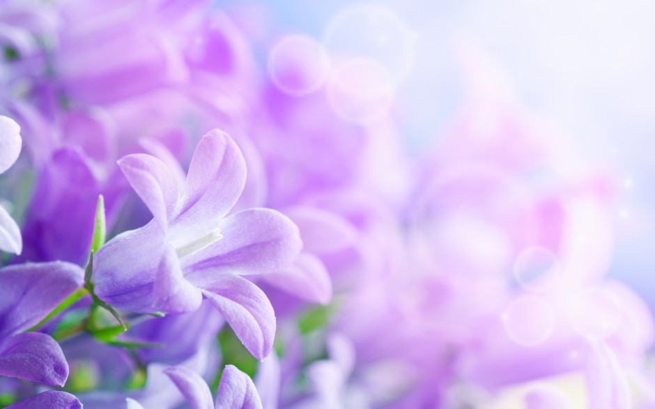 紫色小花朵春日晨光中绽放浪漫风景壁纸