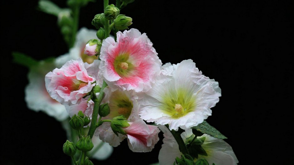 浪漫淡粉蜀葵花雨后美景图