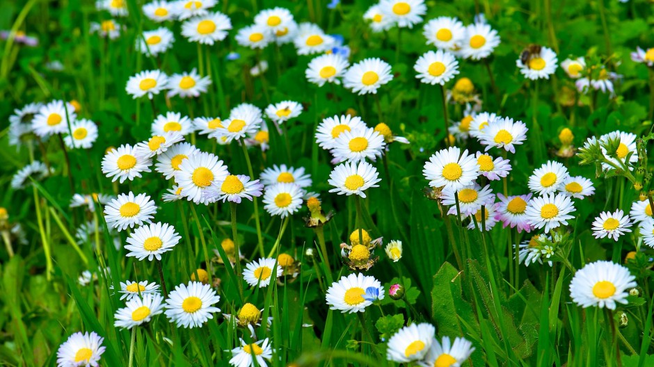 春日清新素雅唯美小花自然风景