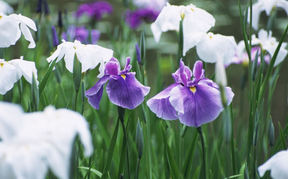 紫色花海精美浪漫春日风景壁纸