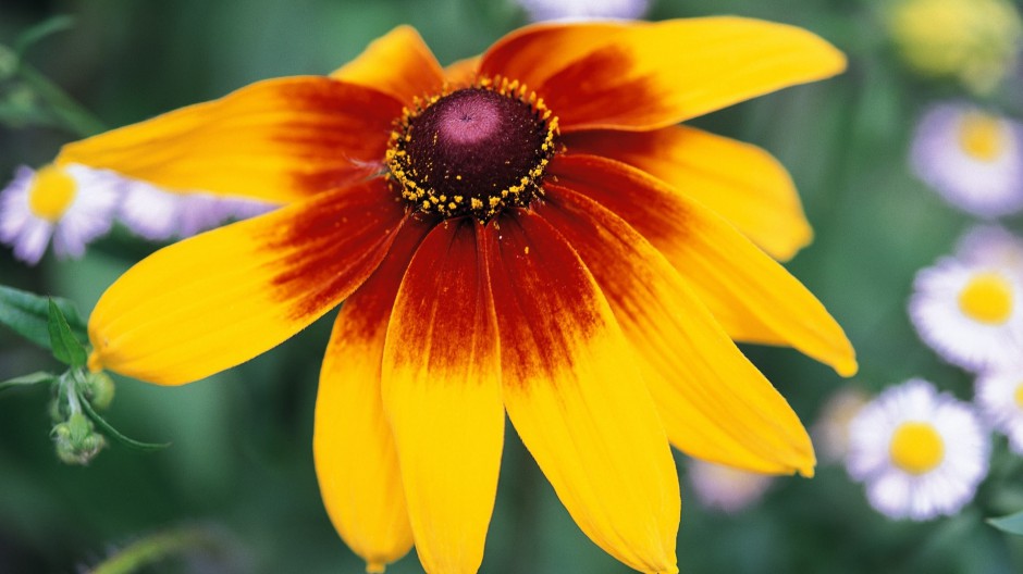 春日清新素雅唯美小花自然风景