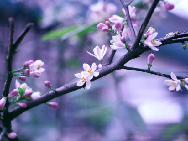 女生手捧花伤感脱俗意境图片