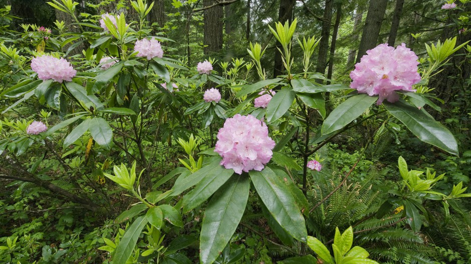 梦幻四季花海清新唯美风景壁纸