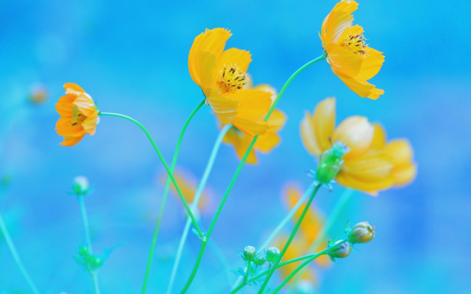 唯美格桑花花田浪漫春日风景图