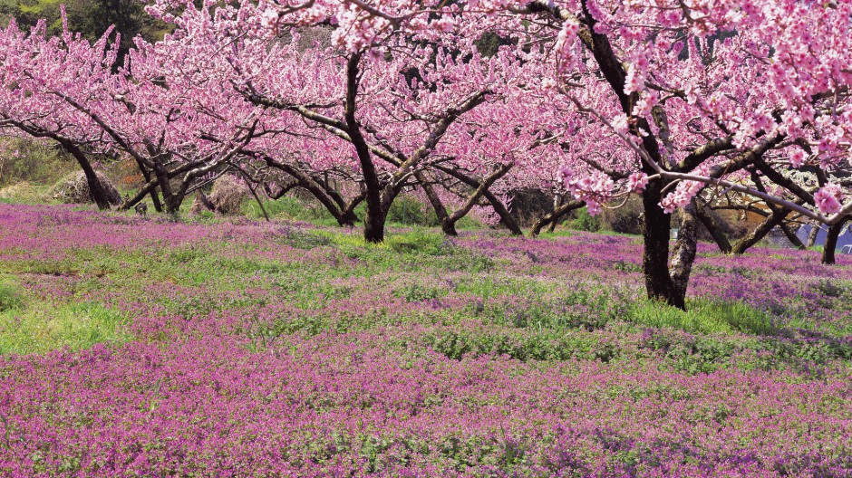 简约山花烂漫梦幻唯美自然风景壁纸