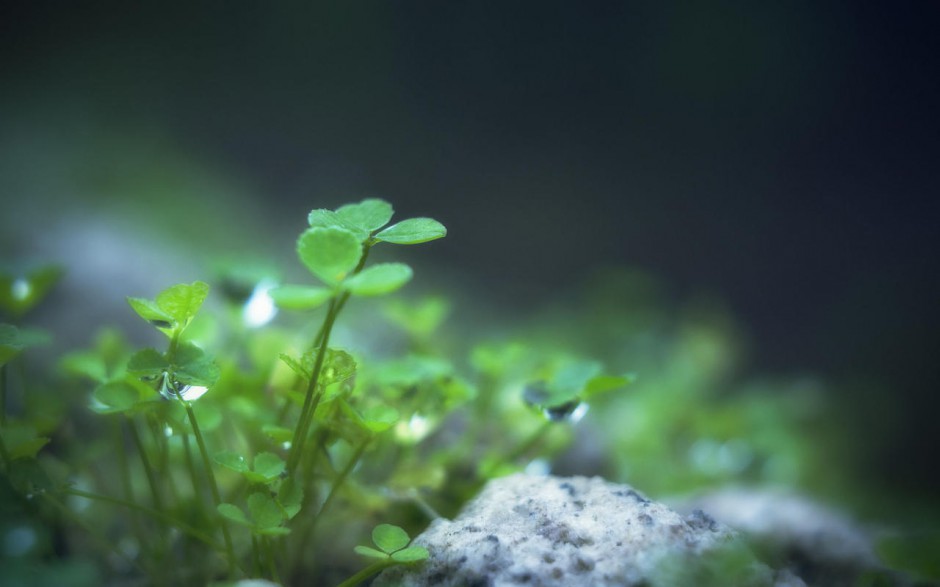 绿色护眼植物露珠风景桌面壁纸