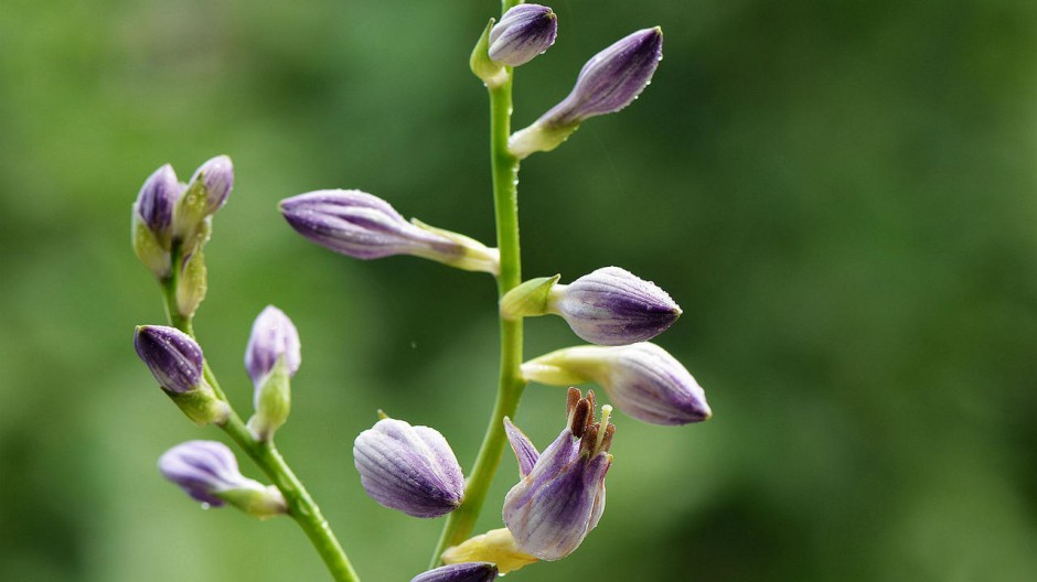 壁纸图片大全大图唯美浪漫紫色玉簪花