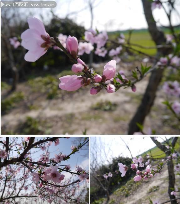 春天桃花风景图素材欣赏