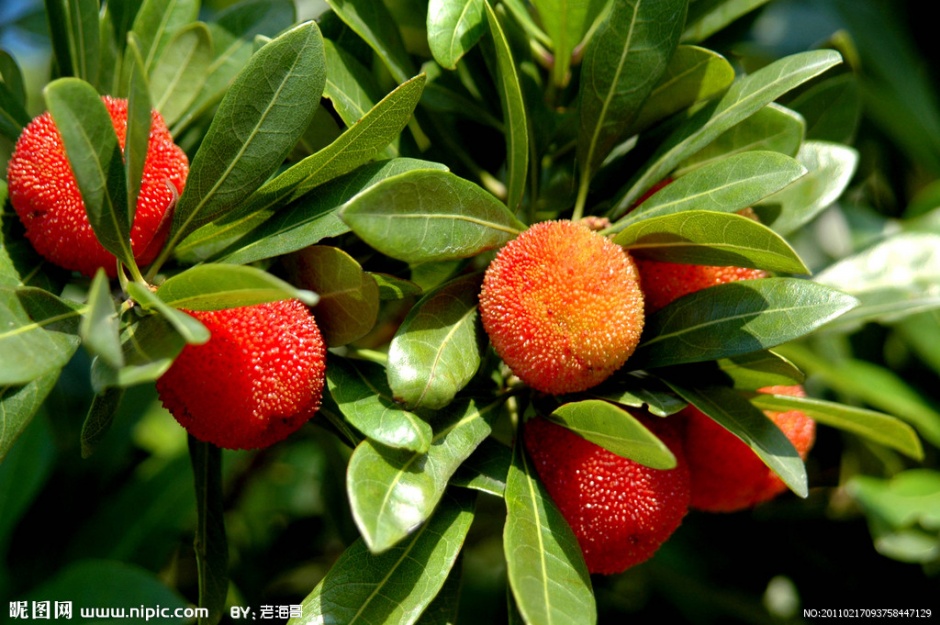 红通通的杨梅水果图片
