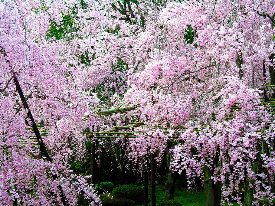 浪漫清新粉色樱花飘落精美风景壁纸