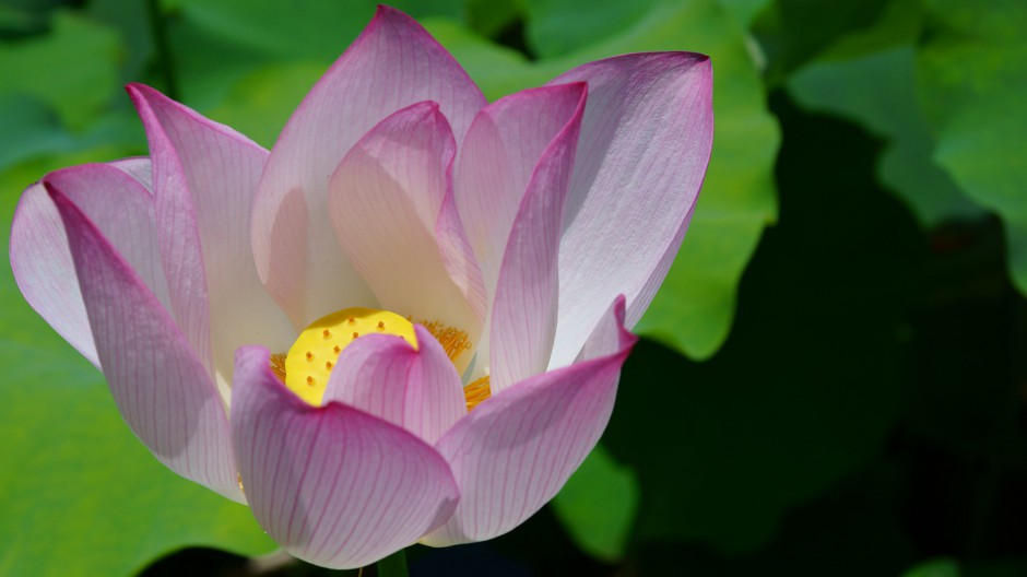 夏日荷花池浪漫风景高清大图