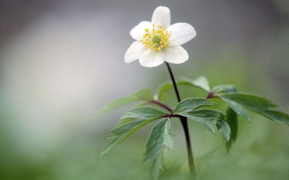 美丽的花卉高清风景壁纸