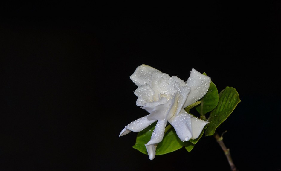 洁白栀子花含珠绽放