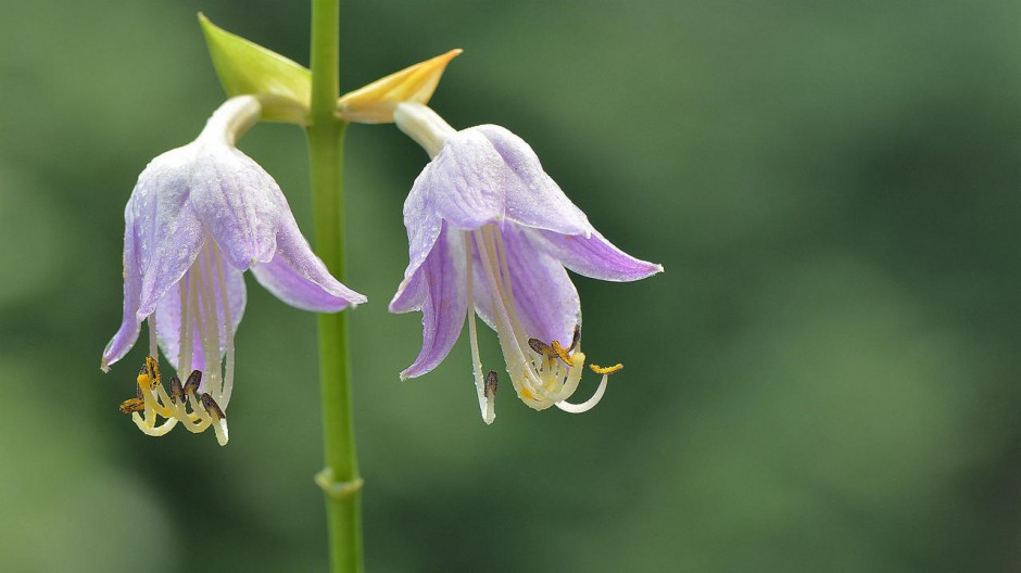 壁纸图片大全大图唯美浪漫紫色玉簪花