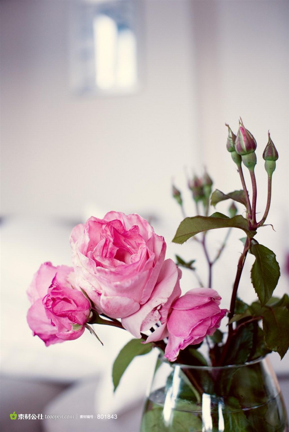 香气扑鼻的粉色玫瑰图片