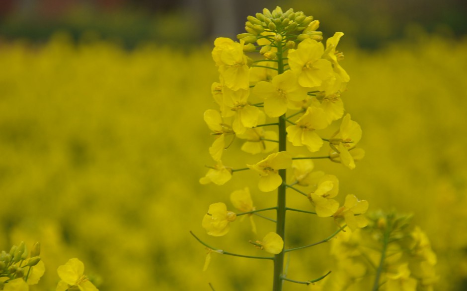 油菜花花田浪漫风景高清精美图集