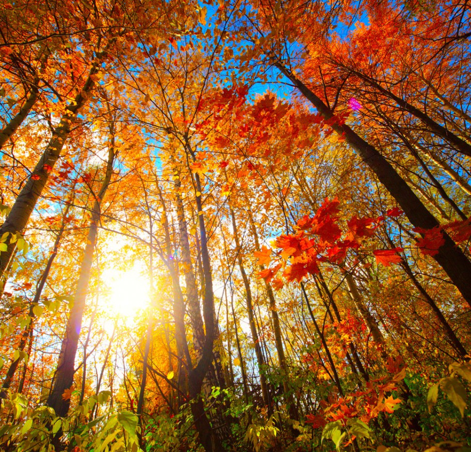 秋天梧桐树图片风景迷人