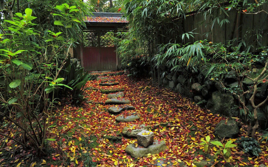 秋日萧瑟浪漫红枫叶飘落唯美风景