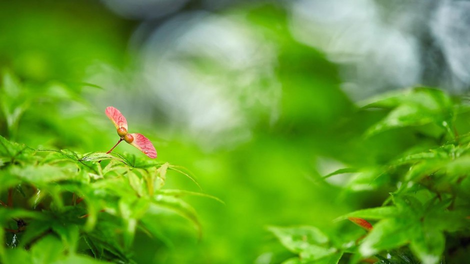 1366x768护眼绿色植物壁纸