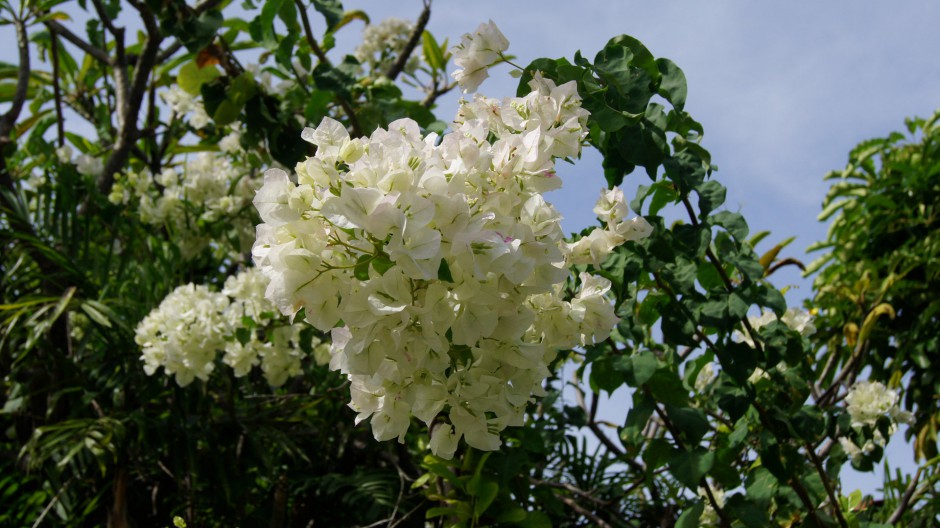 洁白杜鹃花浪漫唯美枝头美景