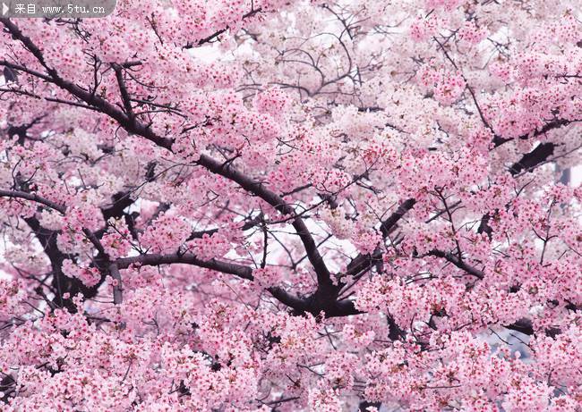 日本樱花春日唯美盛放图片
