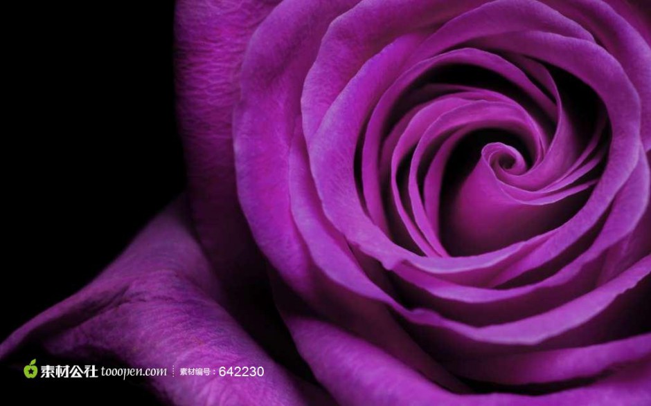 优雅紫玫瑰唯美花卉高清美图