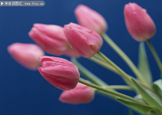 郁金香花图片唯美植物壁纸