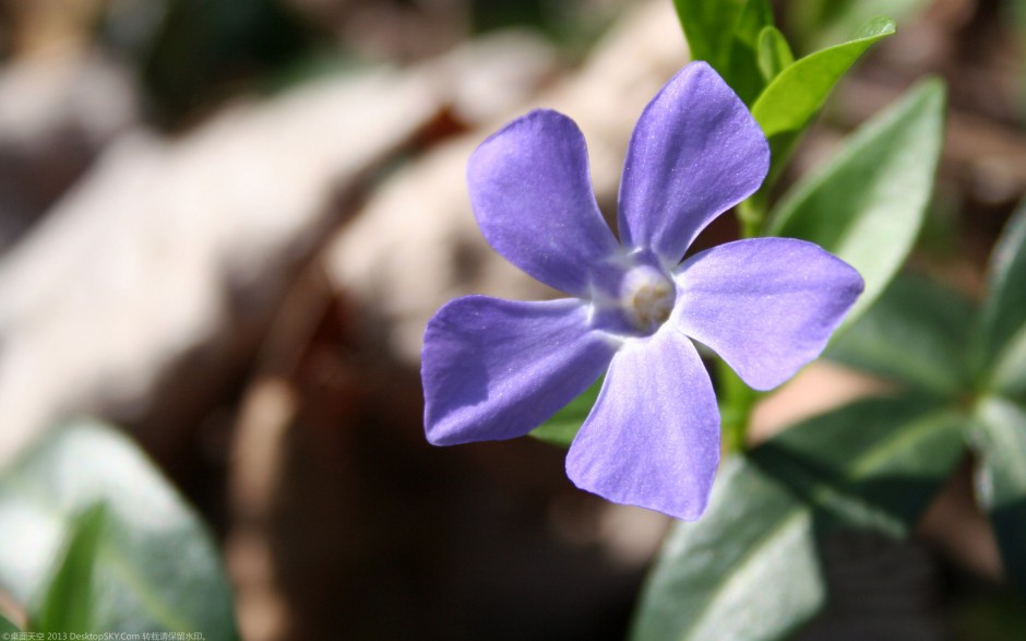 粉嫩长春花浪漫风格高清壁纸