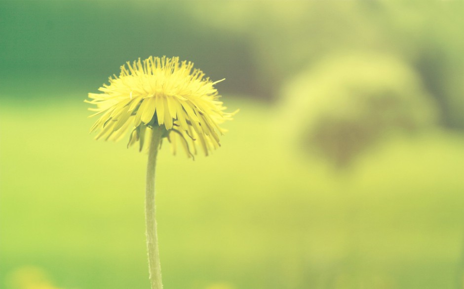 清新鲜花浪漫精致植物风景壁纸