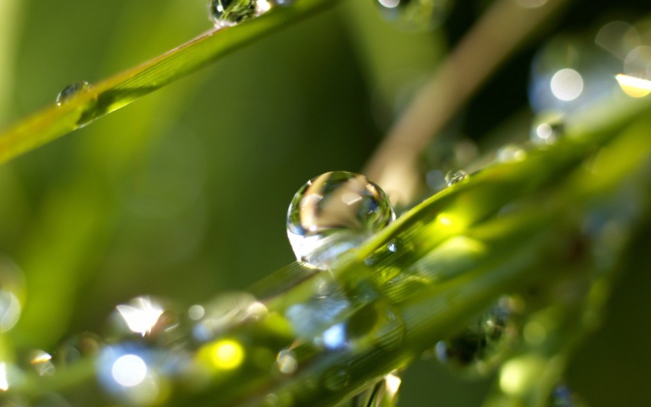 绿叶娇嫩欲滴水珠自然风景浪漫风格壁纸