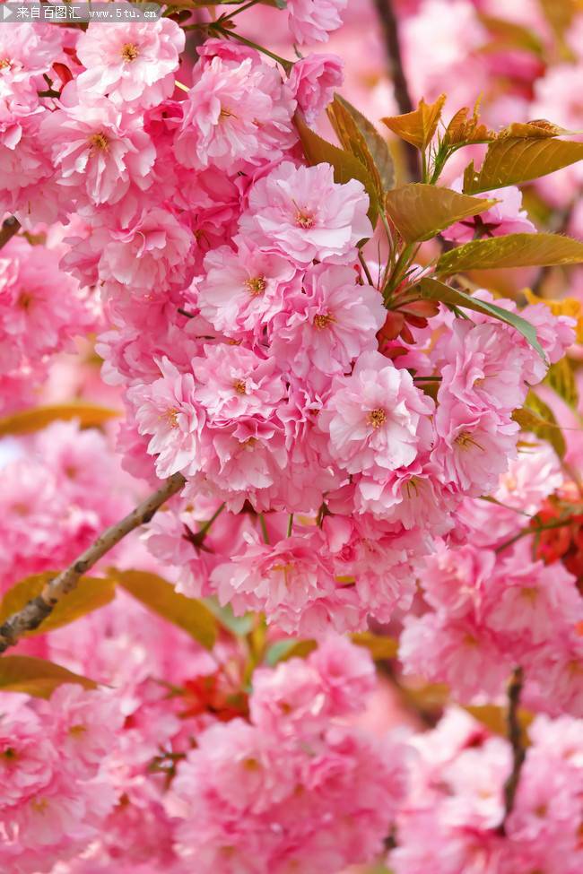 美丽樱花粉嫩绽放枝头图片