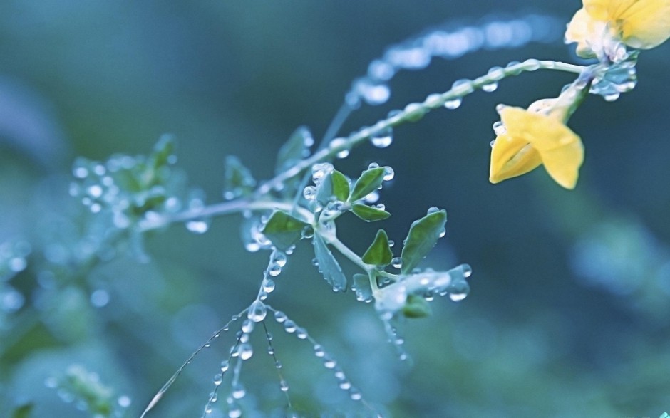 清晨雨后浪漫花卉水珠梦幻美景